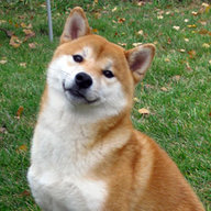 SHIBA-INY