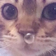 kimi