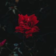 Розочка
