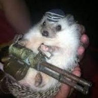 deutsch hedgehog