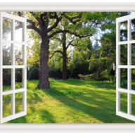 Window