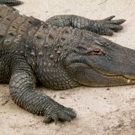 ali_gator