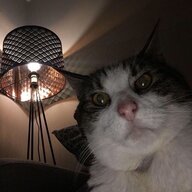 Bogart