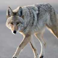 Coyote