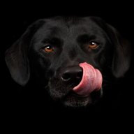 Black Dog