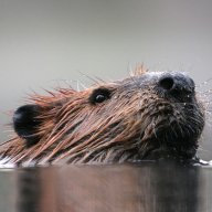castor