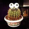 mr.Kaktus