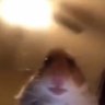 Extase