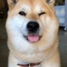 Hatiko