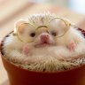 Shiffi