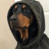 doberman.