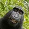 monkeygggg