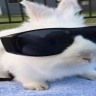 h3llcat