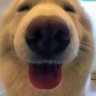 HappyDog