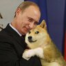 Dogge