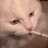 filter cigarettes