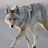 Coyote