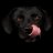 Black Dog